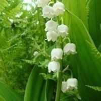 日本风铃头像_日本小清新意境风铃头像