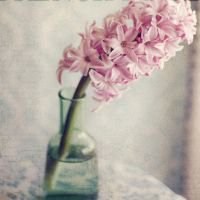 最好看的微信花束头像_包裹花束唯美清新头像大图