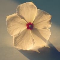 最好看的微信花束头像_包裹花束唯美清新头像大图