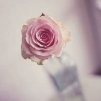 最好看的微信花束头像_包裹花束唯美清新头像大图