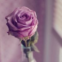 最好看的微信花束头像_包裹花束唯美清新头像大图