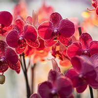 最好看的微信花束头像_包裹花束唯美清新头像大图