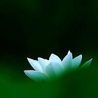 最好看的荷花头像_唯美好看绿色红色荷花头像图片