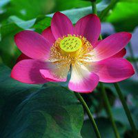 最好看的荷花头像_唯美好看绿色红色荷花头像图片