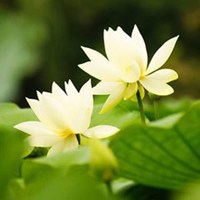 最好看的荷花头像_唯美好看绿色红色荷花头像图片