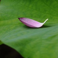 最好看的荷花头像_唯美好看绿色红色荷花头像图片