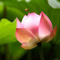 最好看的荷花头像_唯美好看绿色红色荷花头像图片