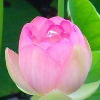 最好看的荷花头像_唯美好看绿色红色荷花头像图片