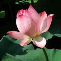 最好看的荷花头像_唯美好看绿色红色荷花头像图片