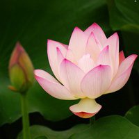 最好看的荷花头像_唯美好看绿色红色荷花头像图片