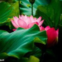 最好看的荷花头像_唯美好看绿色红色荷花头像图片