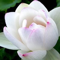 最好看的荷花头像_唯美好看绿色红色荷花头像图片