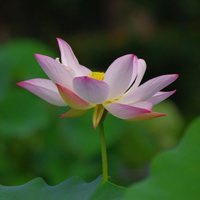 最好看的荷花头像_唯美好看绿色红色荷花头像图片