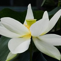 最好看的荷花头像_唯美好看绿色红色荷花头像图片