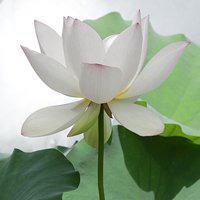 最好看的荷花头像_唯美好看绿色红色荷花头像图片