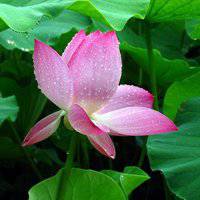 最好看的荷花头像_唯美好看绿色红色荷花头像图片