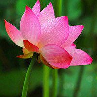 最好看的荷花头像_唯美好看绿色红色荷花头像图片