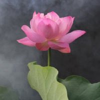 最好看的荷花头像_唯美好看绿色红色荷花头像图片