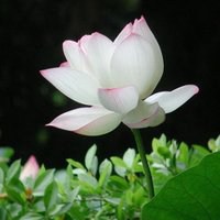 最好看的荷花头像_唯美好看绿色红色荷花头像图片