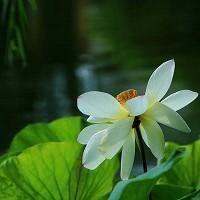 最好看的荷花头像_唯美好看绿色红色荷花头像图片