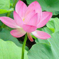 最好看的荷花头像_唯美好看绿色红色荷花头像图片