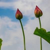 最好看的荷花头像_唯美好看绿色红色荷花头像图片