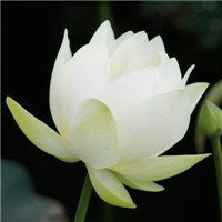 最好看的荷花头像_唯美好看绿色红色荷花头像图片