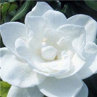 栀子花头像图片唯美_清新洁白栀子花头像图片