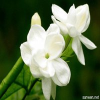 栀子花头像图片唯美_清新洁白栀子花头像图片