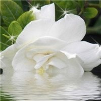 栀子花头像图片唯美_清新洁白栀子花头像图片