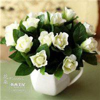 栀子花头像图片唯美_清新洁白栀子花头像图片