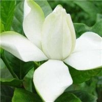 栀子花头像图片唯美_清新洁白栀子花头像图片