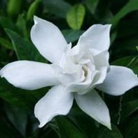 栀子花头像图片唯美_清新洁白栀子花头像图片