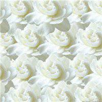 栀子花头像图片唯美_清新洁白栀子花头像图片