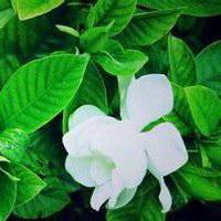 栀子花头像图片唯美_清新洁白栀子花头像图片