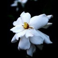 栀子花头像图片唯美_清新洁白栀子花头像图片