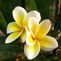 栀子花头像图片唯美_清新洁白栀子花头像图片