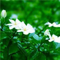 栀子花头像图片唯美_清新洁白栀子花头像图片