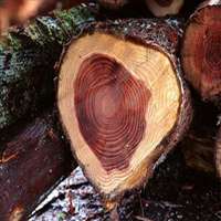 树木头像图片大全_绿色植物树木头像图片大图