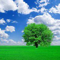 树木头像图片大全_绿色植物树木头像图片大图