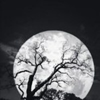 树木头像图片大全_绿色植物树木头像图片大图