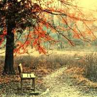 树木头像图片大全_绿色植物树木头像图片大图