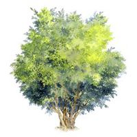 树木头像图片大全_绿色植物树木头像图片大图