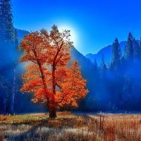 树木头像图片大全_绿色植物树木头像图片大图