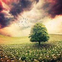 树木头像图片大全_绿色植物树木头像图片大图