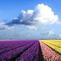 树木头像图片大全_绿色植物树木头像图片大图