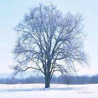 树木头像图片大全_绿色植物树木头像图片大图