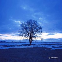 树木头像图片大全_绿色植物树木头像图片大图