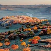 树木头像图片大全_绿色植物树木头像图片大图