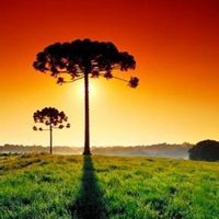 树木头像图片大全_绿色植物树木头像图片大图